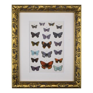 Antique English Butterfly Print C.1900 London For Sale