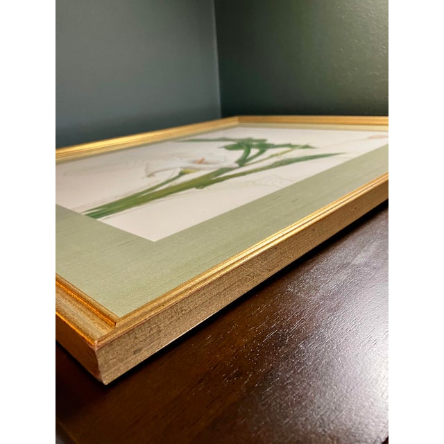 Vintage Framed Botanical Lithographic Print of Zantedeschia Aethiopica (Calla Lily) by Thalia Lincoln. For Sale - Image 9 of 18