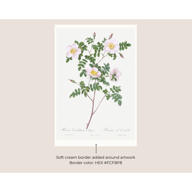 White Rose, Vintage Botanical Art Print Reproduction by Pierre-Joseph Redouté, 32" X 48" For Sale In Buffalo - Image 6 of 11