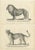 Brodtmann, Barbary Lion and Lioness, Prints, Set of 2 For Sale - Image 6 of 6