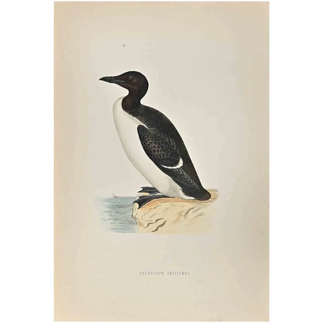 Brunnich's Guillemot is a modern artwork realized in 1870 by the British artist Alexander Francis Lydon (1836-1917) ....