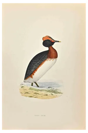 Alexander Francis Lydon, Dusky Grebe, Woodcut Print, 1870