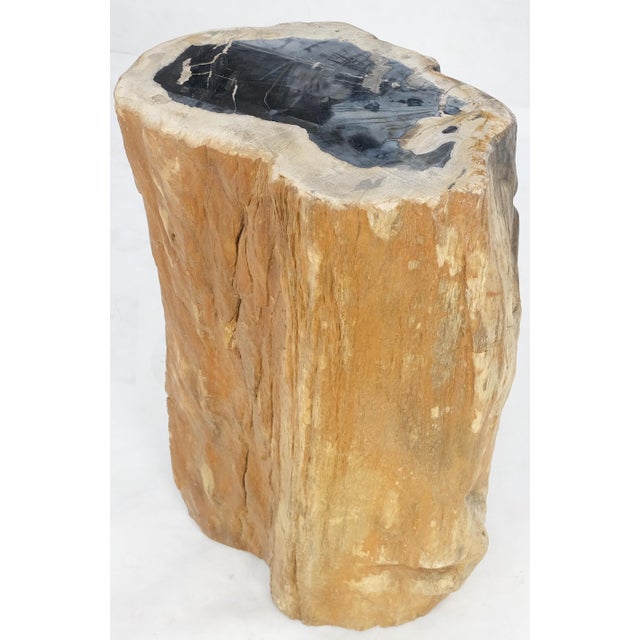 Mid 20th Century Beige Black Petrified Wood Organic Stomp Shape Stand End Side Table Pedestal For Sale - Image 5 of 10