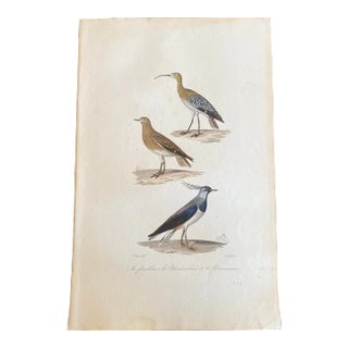 French Antique 18th Century “Le Jourlieu” Bird Engraving Hand Colored Artwork For Sale