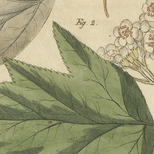Beige Bertuch, Aeg, Whitebeam and Wild Service Tree in Blossom, 1815, Print For Sale - Image 8 of 12