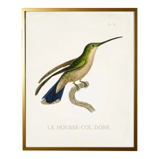 Framed Hummingbird Reproduction Print Plate 18 - Size 17x21 For Sale