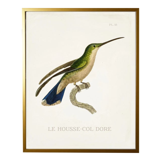 Framed Hummingbird Reproduction Print Plate 18 - Size 17x21 For Sale