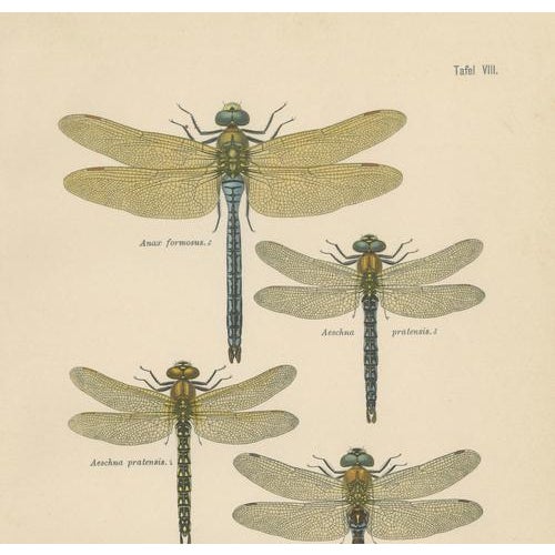 Paper Dragonflies of Central Europe, 1908, Lithograph, Set of 3 For Sale - Image 7 of 14