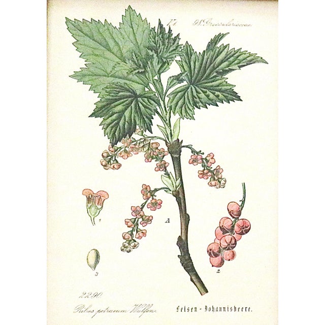 Set of 5 Antique Botanical Prints Framed Floral Flowers For Sale In Providence - Image 6 of 7