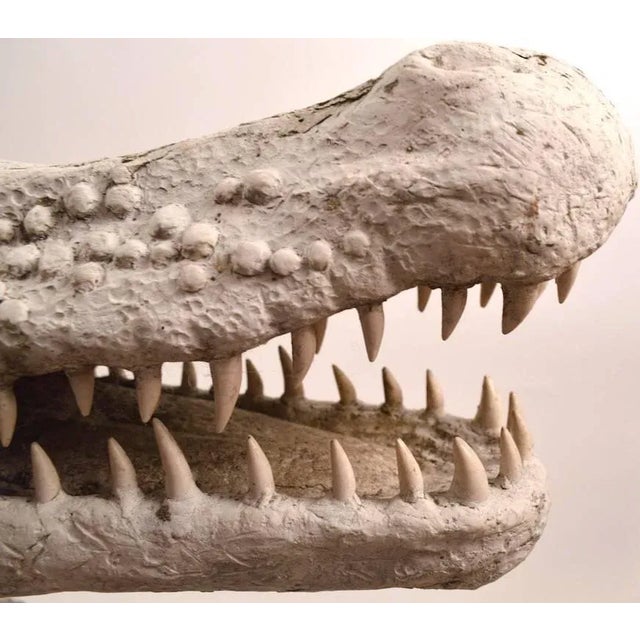 Stone Gray Fiberglass Crocodile in White Paint Surface For Sale - Image 8 of 10