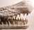 Stone Gray Fiberglass Crocodile in White Paint Surface For Sale - Image 8 of 10