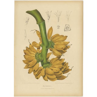 Sheep van Nooten, Banana Botanical, 1880, Chromolithograph For Sale