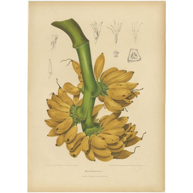 Sheep van Nooten, Banana Botanical, 1880, Chromolithograph For Sale