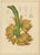 Sheep van Nooten, Banana Botanical, 1880, Chromolithograph For Sale