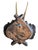 1900 - 1909 Roe Deer Trophy 171 Black Forest Antlers For Sale - Image 5 of 5