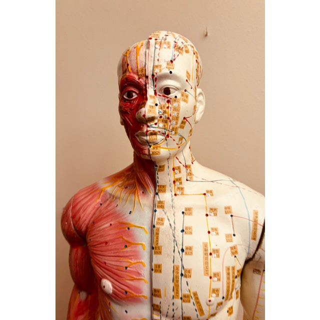 Anatomy of Man Acupuncture Detachable Arms, 1965 For Sale - Image 12 of 18