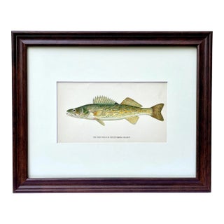 Original Antique Chromolithograph the Pike Perch or Susquehanna Salmon Fish Print by Tarleton Bean Circa 1890 For Sale