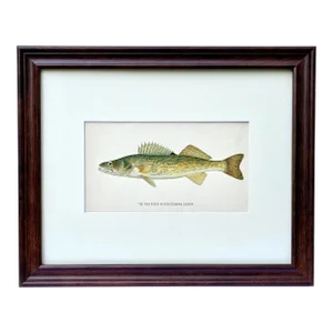 Original Antique Chromolithograph the Pike Perch or Susquehanna Salmon Fish Print by Tarleton Bean Circa 1890