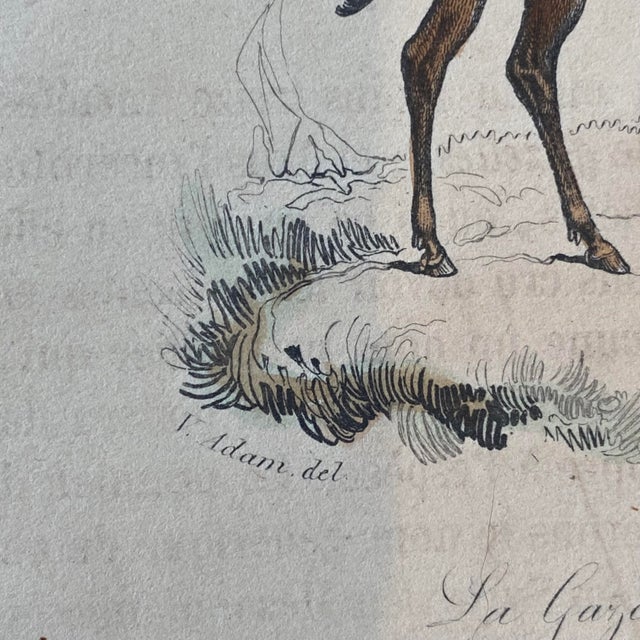 French Antique 18th Century "La Gazelle" Animal Engraving Hand Colored Signed Artwork For Sale - Image 11 of 12