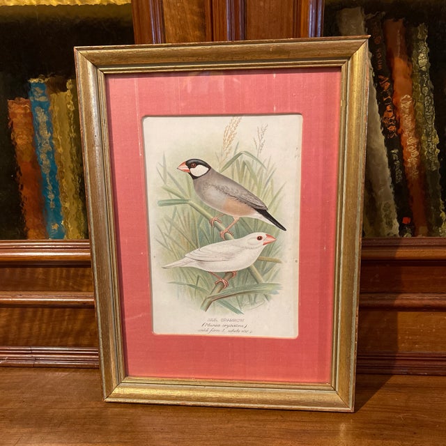Late 19th Century Late 19th Century "Java Sparrow" Bird Engraving by JW Frohawk, Framed Reproduction For Sale - Image 5 of 5