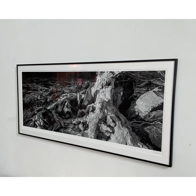 2020s Original Large Print Photograph by Durham, Nc Artist Elliot Blumberg For Sale - Image 5 of 11