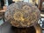 Shell Mosaic Table Lamp For Sale - Image 4 of 12