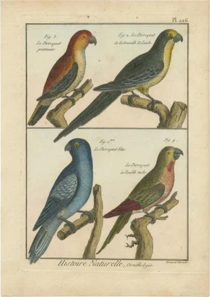 Robert Bernard, 4 Parrots, 1792, Print
