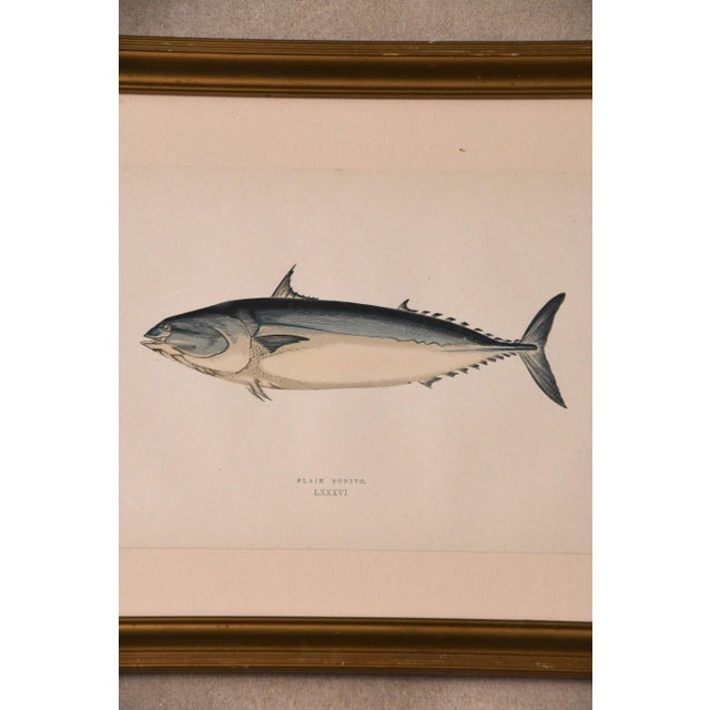 A finely hand-colored engraving of a bonito fish, plate LXXXVI from an antique natural history series, set in a simple...