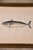 A finely hand-colored engraving of a bonito fish, plate LXXXVI from an antique natural history series, set in a simple...