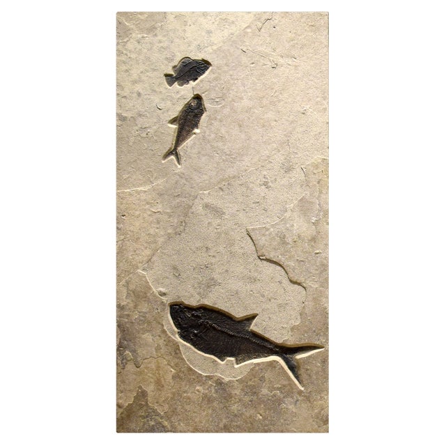 This fossil stone triptych showcases a beautiful assortment of Eocene-era fossil fish: four Diplomystus dentatus, a...