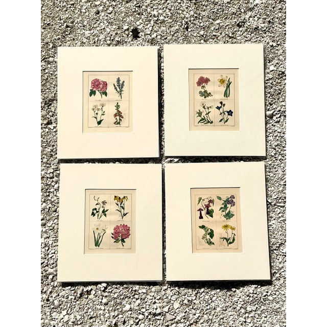 This exquisite set of four vintage botanical prints is a masterful celebration of traditional naturalist illustration and...