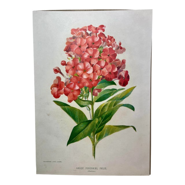Antique Botanical Print From England Featuring a Lush Salmon Colored Pholx Flower and Green Foliage - Circa 1893 For Sale