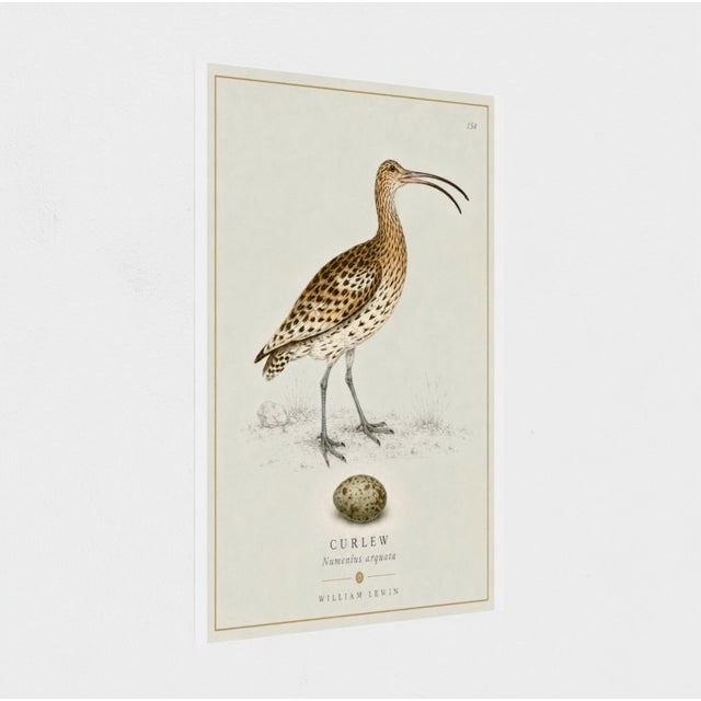 Illustration William Lewin 1789 Waterbirds Fine Art Gallery Board Print - The Curlew For Sale - Image 3 of 12