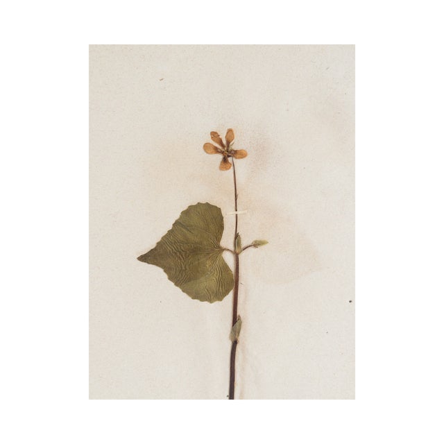 A delicate woodland flower pressed with care and preserved on gently tea-stained paper that carries the warmth and...