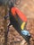 Superb illustrations on a high quality research on Birds of Paradise.