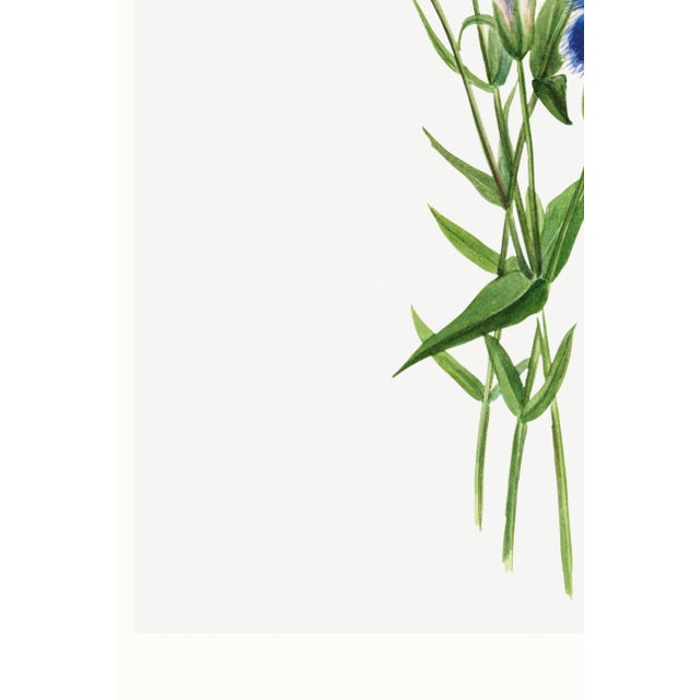 Fringed Gentian, Vintage Botanical Art Print Reproduction by Mary Vaux Walcott, 32" X 48" For Sale - Image 9 of 9