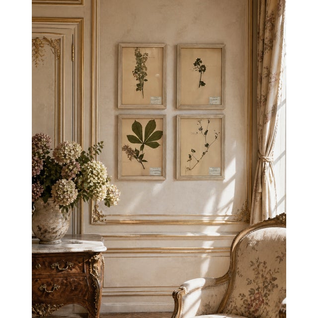 1965 French Herbarium Botanical Specimens Set of Four For Sale - Image 14 of 14