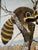 Mid 20th Century American Raccoon Painting - Signed For Sale - Image 4 of 7