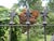 Late 18th Century Late 18th Century Antique Wrought Iron Gate For Sale - Image 5 of 10