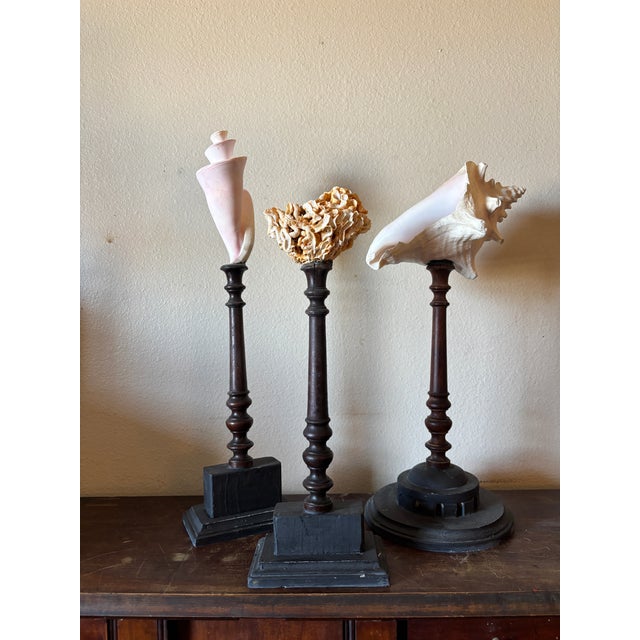 Pink 3 Baroque Mounted Seashell Specimens Displays on 19th Century Dark Wooden Stands For Sale - Image 8 of 11