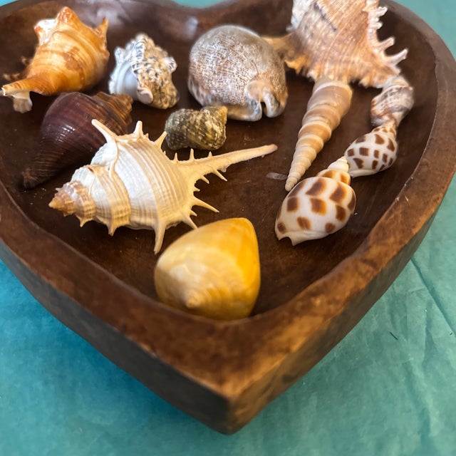 Mid-Century Modern Hand-Carved Heart Wooden Catchall Bowl With Curated Seashell Specimen Collection For Sale - Image 4 of 9