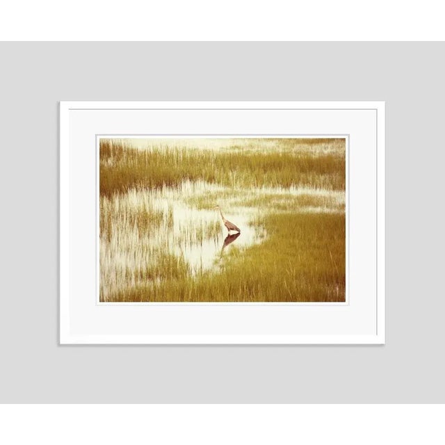 Massachusetts heron' by stuart möller a heron in his chosen hunting spot on a new england summer morning in marion,...