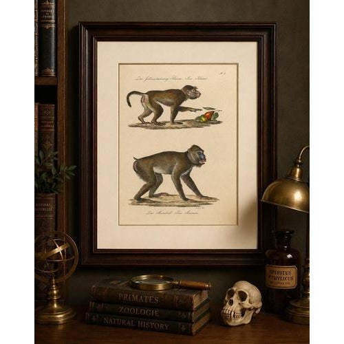 Antique Mandrill & Baboon Lithograph by Karl Joseph Brodtmann, 1816 This striking early 19th-century hand-colored...