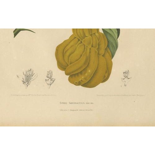 Unknown, Botanical of Buddha's Hand Citron, 1880, Chromolithograph For Sale - Image 5 of 6