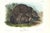 1854 Audubon Quadruped Octavo Lithograph "Plate 131 Grizzly Bear" For Sale