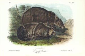 1854 Audubon Quadruped Octavo Lithograph "Plate 131 Grizzly Bear"