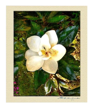 The Smiling Magnolia
