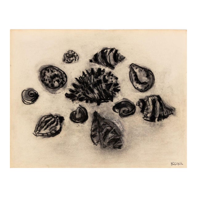 Manfred Schwartz Still Life of Seashells Charcoal For Sale