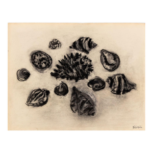 Manfred Schwartz Still Life of Seashells Charcoal
