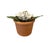 Vintage Petite Potted French Porcelain Bisque & Tole White Rose Flower / Floral Arrangement in Terracotta Pot For Sale - Image 4 of 7
